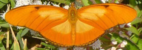 Link to Julia Heliconian on Butterflies and Moths of N. America web site.