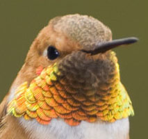 Link to Greg Lasley's page for Rufous Hummingbird.