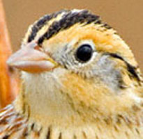 I was standing beside Greg when he took these Le Conte's Sparrow pics at Attwater P.C. NWR!