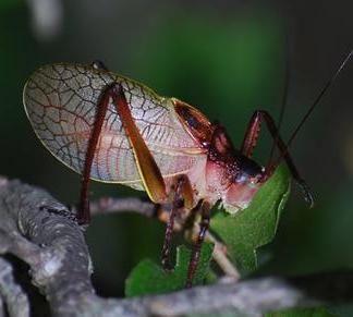 Dave Morgan's pic of a red katydid at the Flying X.