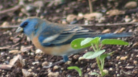 Judy Bell's Lazuli Bunting - 1st photo documentation for Refuge