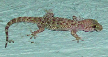 A Mediterranean Gecko on my own front porch in Austin.