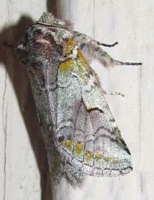 A colorful Noctuid moth.