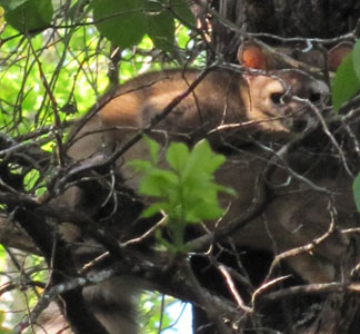 A Ringtail high in a tree.