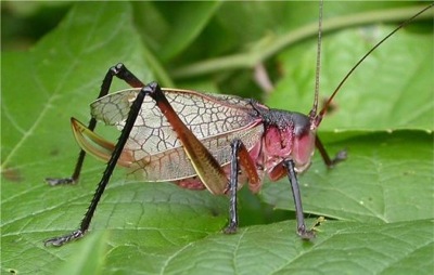Mike Quinn's pic of a pink form Red Katydid