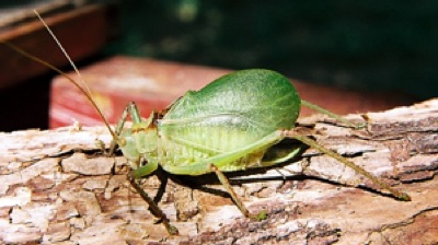 Maury J. Heiman's pic of a green-form Red Katydid from Medina Co. a few years ago.