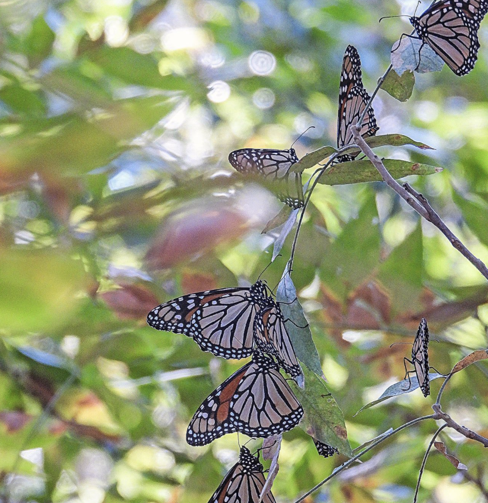 Butterflies on a tree branch